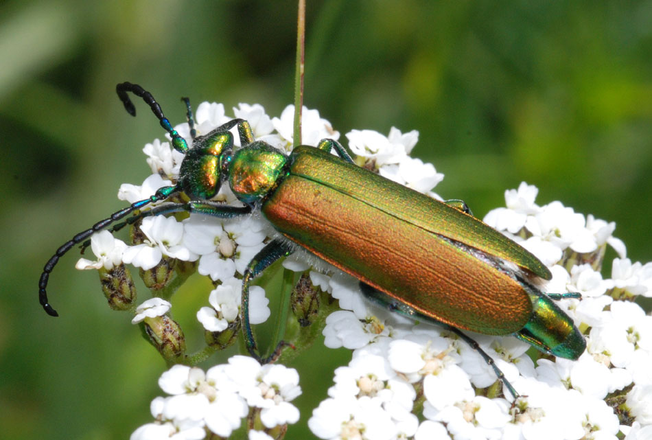 Aiuto det. coleottero: Lytta vesicatoria